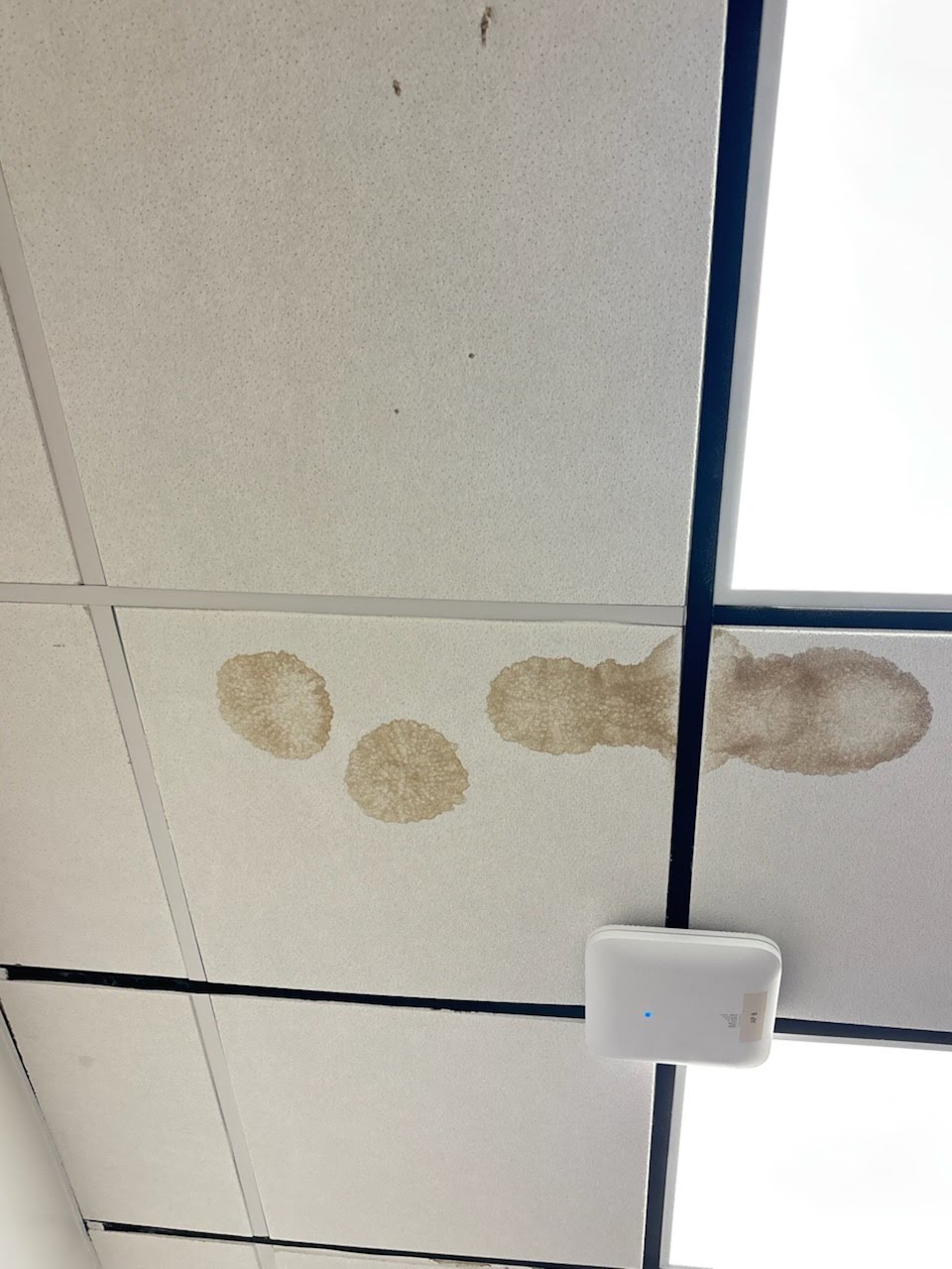 Ceilings project photo