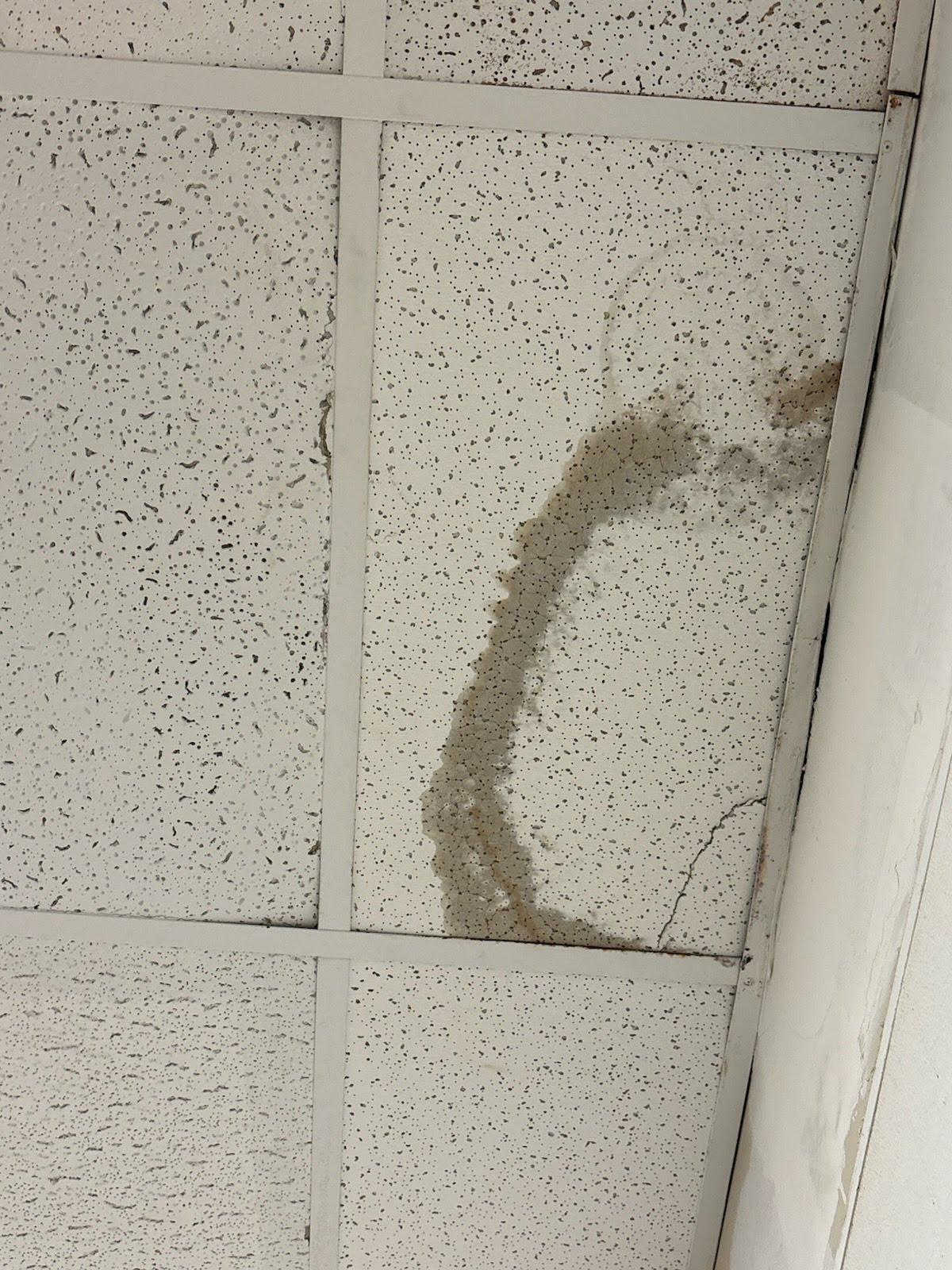 Ceilings project photo