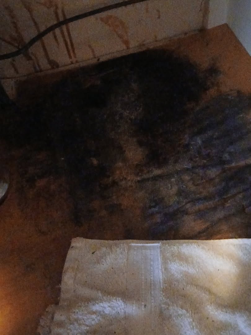 Cleaning & Water Damage project photo